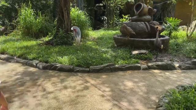 Vinpearl Safari, Phu Quoc Vietnam, Oct 2023 смотреть онлайн