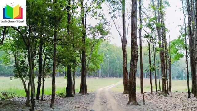 Kanha National Park ll 🐯 Tiger sighting ll kanha core zone safari ll Madhya pradesh ll смотреть онлайн
