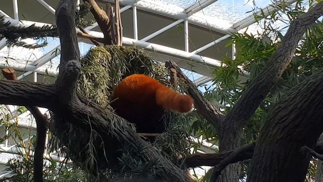 SG Zoo Firefox 3 смотреть онлайн