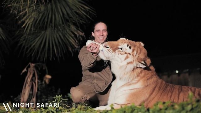 THE NIGHT SAFARI! смотреть онлайн