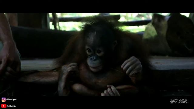 Adventure At Bali Safari & Marine Park смотреть онлайн