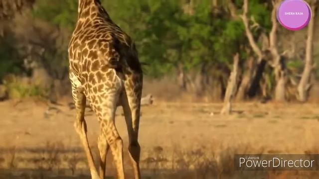Wildlife Brave Giraffe Kick Five Lion To Save Baby - Power of LION In The Animal World But FAIL смотреть онлайн