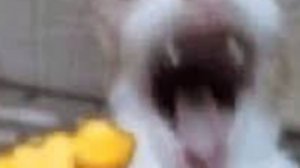 Dandy's world небольшое прохождение (приколы)