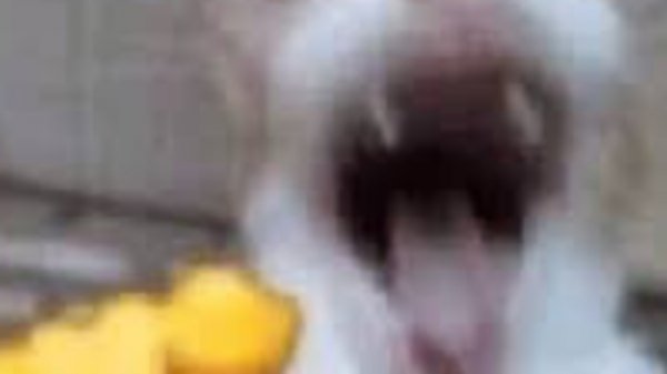 Dandy's world небольшое прохождение (приколы)