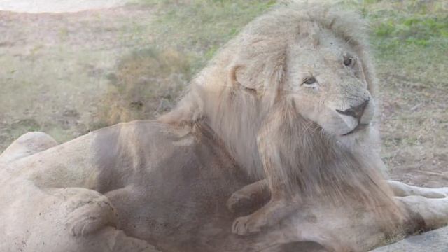 Dubai Safari Park - UAE смотреть онлайн