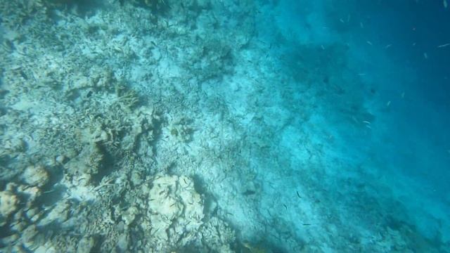 Snorkeling Maldives Safari Island. 4th Episode смотреть онлайн