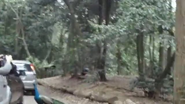 simba safari com a familia смотреть онлайн