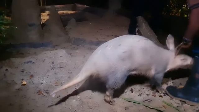 NIGHT SAFARI SINGAPORE смотреть онлайн