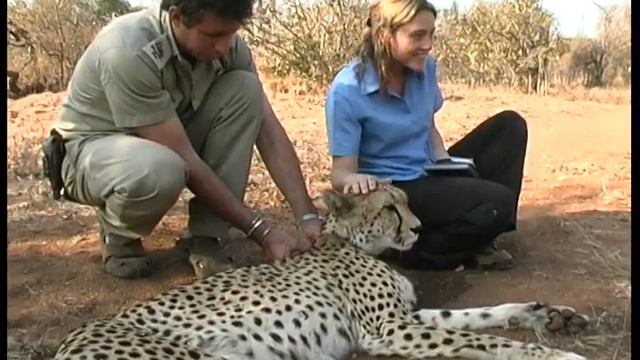 Stock Footage For Sale - CHEETAH - SD смотреть онлайн