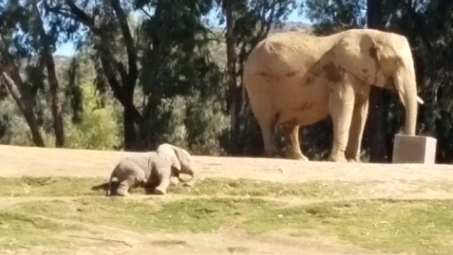 Baby elephant Safari Park 11/18 смотреть онлайн