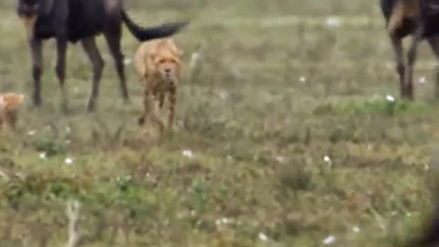Brave Wildebeests Knock Down Herd Cheetah To Run Away   WARTHOG, ELEPHANT Vs LEOPARD