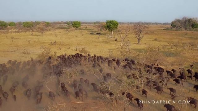 A Drone Through Botswana 4K | Rhino Africa смотреть онлайн
