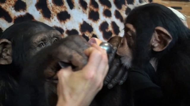 Chimp Dinner Live with The GrapeApe| Myrtle Beach Safari смотреть онлайн