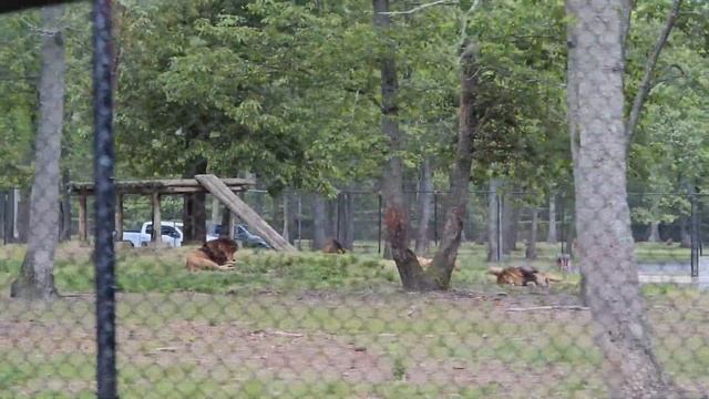 Это наша поездка в сафари парк. Six Flags Wild Safari Park trip. Family weekend. смотреть онлайн