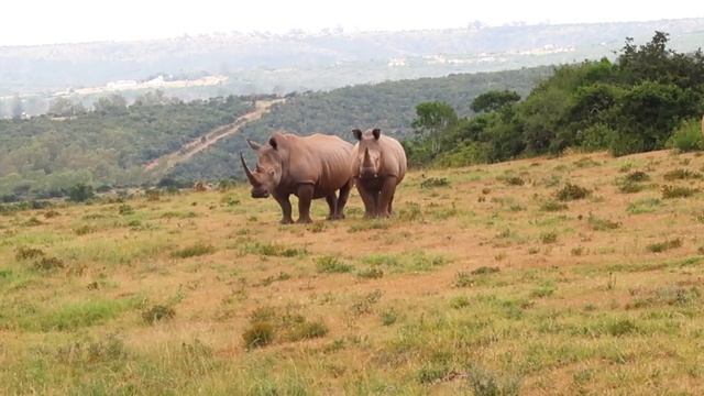 First Time African SAFARI DAY | Pumba Private Game Reserve South Africa смотреть онлайн