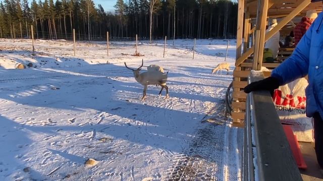 Deer and Bison at Winter Safari at Samstorps Gård, north of Stockholm, Sweden смотреть онлайн