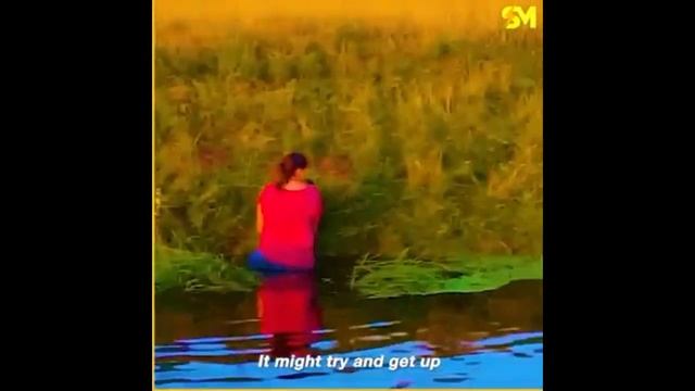 This brave grandma jumped into a river to help a stranded sheep🐑 смотреть онлайн