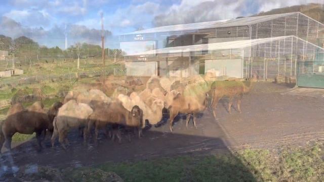 Longleat safari adventure park/ part 2 смотреть онлайн
