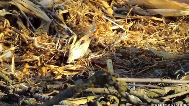 Decorah Eagles North 11/22/22 Brave Little Squirrel Today.