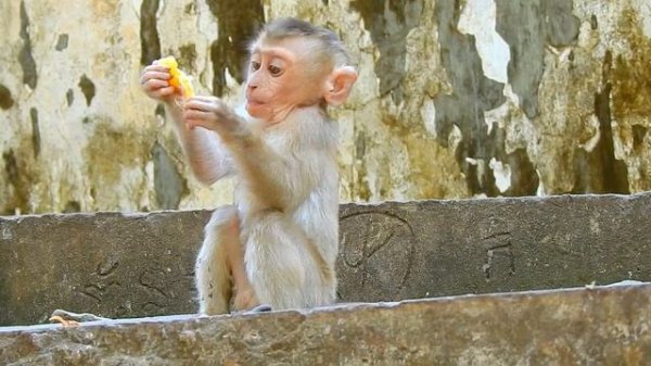 Now Tiny Leo is so brave don't need his mom Libby take care anymore, he survivals by his own