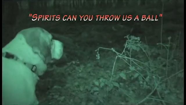 Buddy Four Pawsense and Alfie "idontknowwhyimhere" investigate Thieves Woods смотреть онлайн