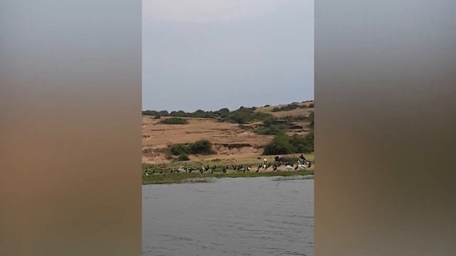 Safari and Wildlife animals at Queen Elizabeth park (Uganda) смотреть онлайн