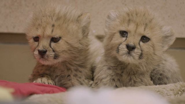 Cheetah Cubs at San Diego Zoo Safari Park смотреть онлайн