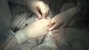 Хирургическое лечение паховой грыжи у собаки