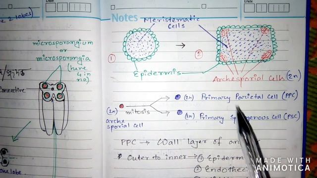SEXUAL REPRODUCTION IN FLOWERING PLANTS,L-2,BENGALI смотреть онлайн