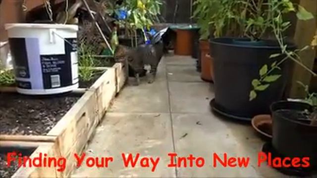 LEO & ANOUSH BRAVE THE GREAT OUTDOORS VIDEO 1 смотреть онлайн