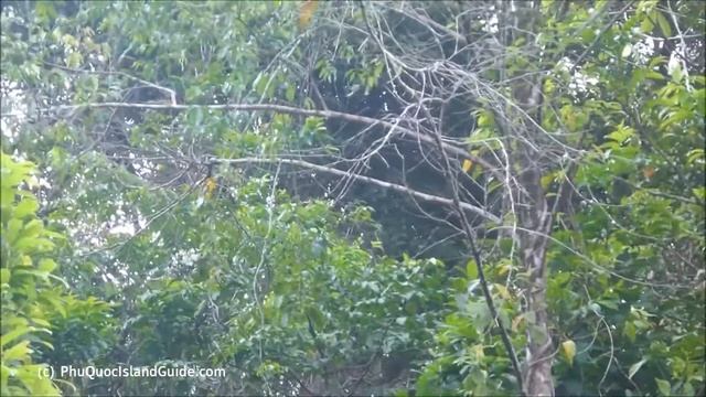 Phu Quoc National Park Wildlife Spotting - Macaque Monkey смотреть онлайн