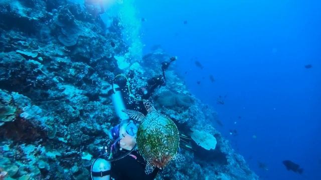 Brave sea turtle shows up to visit scuba divers at shark dive смотреть онлайн