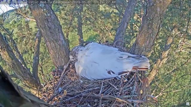11 Angel the Leucistic Red Tailed Hawk 1 Chick Just Hatched! YouTube — Mozilla Firefox 2023 05 смотреть онлайн