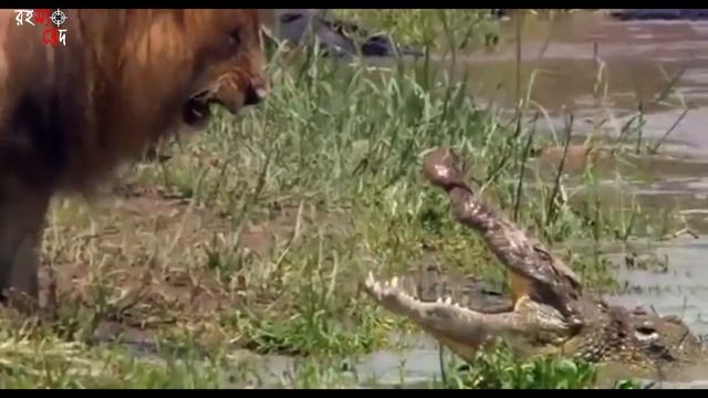 ভয়ংকর বাঘ হরিণ টি কে দুর্বল ভেবে কি সর্বনাশ ডেকে আনল । top 5 Animals Attacks смотреть онлайн