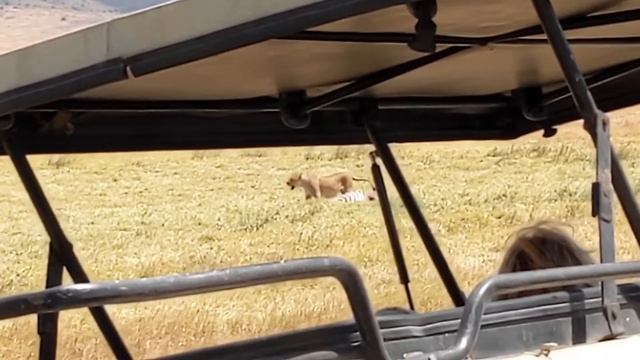 Lion guards zebra corpse in Ngorongoro Crater. (Safari in Tanzania) 20220817 смотреть онлайн
