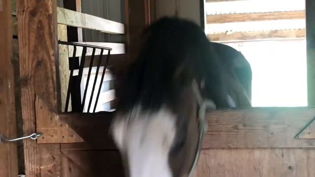 Opera is this horses favorite lip sync style смотреть онлайн