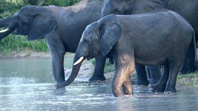 A Summer Safari at Royal Malewane смотреть онлайн