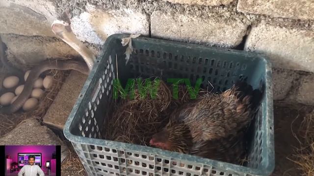 Brave Mother Chicken Protect and Save Egg From Cobra - MW TV смотреть онлайн