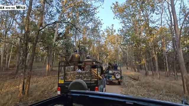 The Land of Mowgli, Pench Tiger Reserve | Turia Gate - 4K Video Hindi | हिन्दी смотреть онлайн