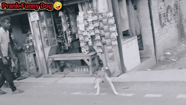 How To Real Dog Fack Tiger Prank || Real Dog Fack Tiger Prank || Fake Tiger Vs Real Dog Prank,