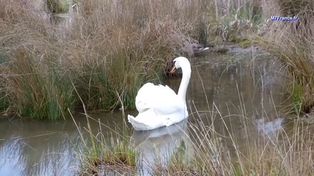 Cygne Blanc, réalisation de Malay PHCAR смотреть онлайн