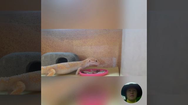 Как есть культурно и красиво - показывает эушка Алина. смотреть онлайн