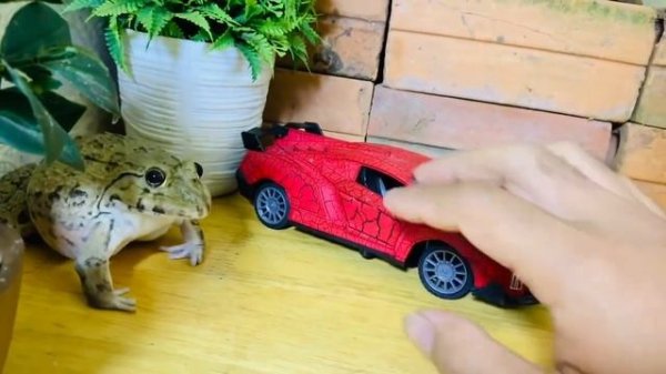 Best funny bullfrog , frog very brave funny frog funny animal