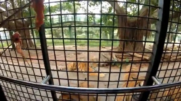 Safari Park ( Shenzhen ,China)