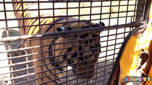 Toddler's Adventure in Tiger Safari - Animals in the zoo lion, zebra, pig, camel, monkey смотреть онлайн