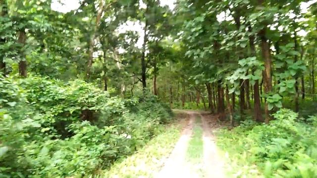 Chilapata Deep Forest Jungle Safari смотреть онлайн