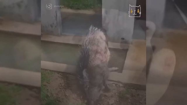 подкинули кабана под дверь! смотреть онлайн
