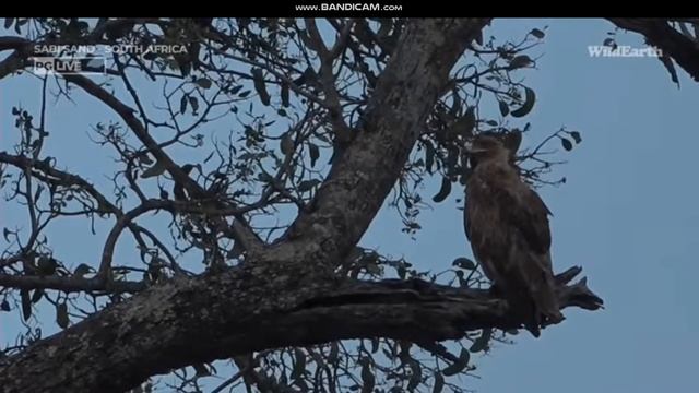 WildEarth - Sunset Safari, STEPPE EAGLE - 23 Nov 2022 смотреть онлайн