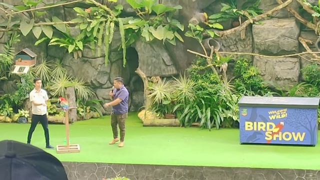 "The Bird Show" - Cebu Safari Adventure Park (Part1) #cebu #cebusafari #birdshow #carmen смотреть онлайн
