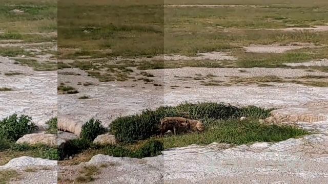 Kenya - Kenya - Safari - 4K смотреть онлайн